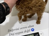 Teacup Toy Poodle