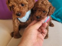 EVİN NEŞESİ POODLE BEBEKLERİMİZ
