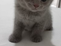 Oyuncu scottish fold yumurcak