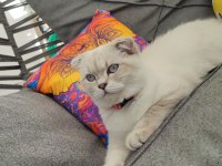 Scottish Fold Dişi Kedimiz