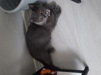 Oyuncu kedimiz duman british shorthair
