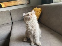 4 aylık british shorthair yavrumuz