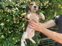 Aktif Aileler İçin Oyuncu ve Sosyal Beagle