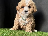 Maltipoo ruhsatlı çiftlikten garantili yavrular