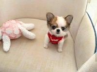 Wc Eğitimli Cep Boy Chihuahua