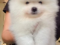 İki aylık pomeranian boo yavrularım