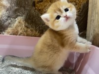 Saf kan Golden British Shorthair Ny12 Yavrular(WCF)