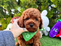 Sevimli Toy Poodle Yavrularımız