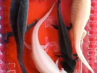 5 Axolotl (Tane Fiyatı)