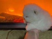 Teddy Bear Pomeranian Boo Erkek
