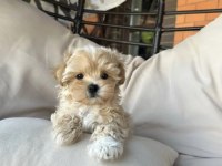 Birinci kalite maltipoo yavrularımız