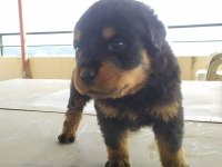 Rottweiler erkek ve dişi izmir
