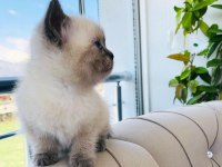 Scottish fold british blue point siyam