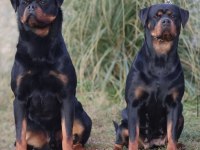 Avrupa şampiyonu rottweiler yavrusu 10 aylık erkek