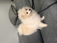 6 Aylık Aşıları Çipi Vs Herşeyi Tam Pomeranian Boo