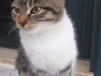 Tekir kedi bu yavruya yuva olun