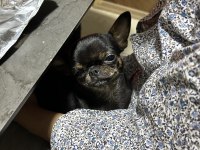 11 aylık dişi chihuahua