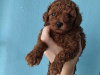 A kalite poodle bebekler her renk var
