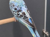 JUMBO YAVRU MUHABBET KUŞU