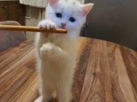 Dünya tatlısı yavru british shorthair