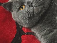British Shorthair 15 Aylık