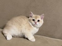 British shorthair lilac dışı