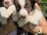 Ruhsatlı Köpek Çiftliğinden Border Collie Yavruları