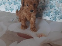 Toy Poodle Yavrular Aile Ortamından