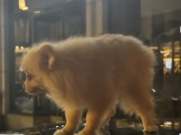 Pomeranian Köpeği
