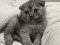 A KALİTE SCOTTİSH FOLD BEBİŞLER