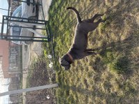 Cane Corso Blue