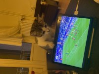ACİL YUVA KEDİMİZE SOKAKTA YAPAMAZ