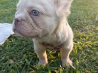 French bulldog yavruları