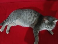 Gri tekir kedi acil yuva arıyor