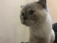 Mişa 4 aylık dişi scottish fold