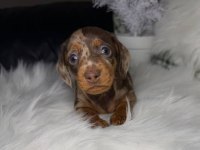 Göz Kamaştıran Dapple Dachshund (Sosis Köpek)