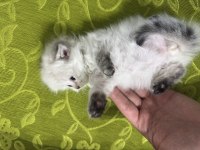 A Kalite Scottish Longhair