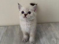 LYNX POİNT SCOTTİSH FOLD & STRAİGHT ERKE VE DİŞİ 2 AYLIK