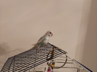 Ele Alışkın Bebek Muhabbet Kuşu Evinize Maskot