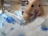 HAMSTER-GONZALES YAVRULARIMIZ HERYERE GÖNDERİM