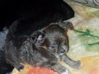 Bir kızımız ve bir oğlumuz var 50 günlük köpekler