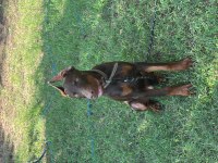 Full estetikli king doberman