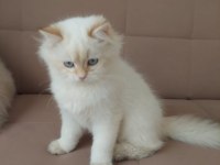 British Longhair Erkek