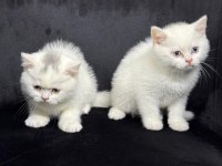 Ayı surat british shorthair yavrular