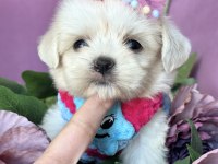SAFKAN BÜYÜMEYEN KORE POODLE BEBEKLERİ