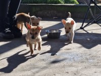 Ücretsiz minyatür pinscher melez