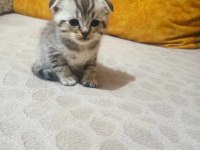 Sahiplendirilecek scottish fold