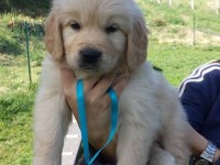 GOLDEN RETRİEVER YAVRULARI