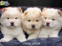 DİŞİ VE ERKEK CHOW CHOW (ÇİN ASLANI) YAVRULARIMIZ