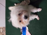 3 aylık maltese terrier yavru